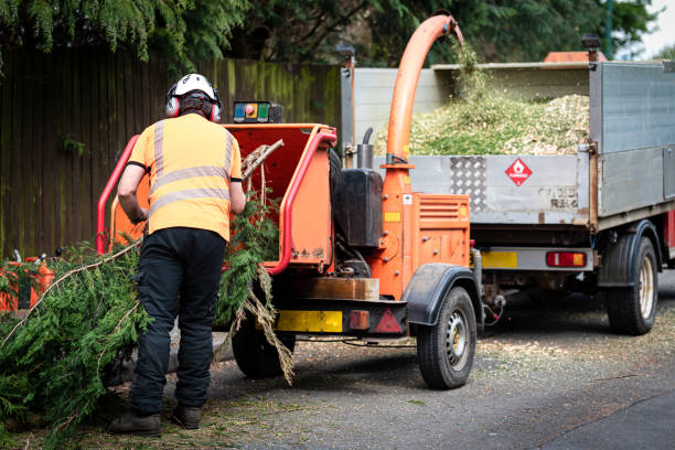 Best Emergency Tree Service  in USA